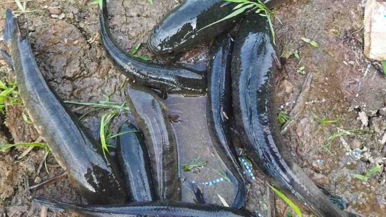 Ikan Gabus, Sumber Protein Alami dengan Manfaat Besar bagi Kesehatan