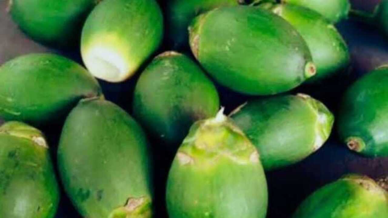 Pinang Muda, Warisan Tanaman Tradisional dengan Segudang Khasiat