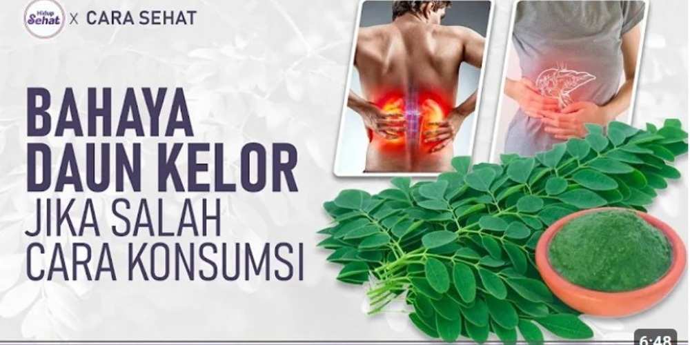 Jangan Asal Makan! Ini Bahaya Daun Kelor yang Bikin Kamu Kaget!