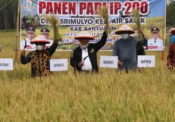 Banyuasin Kokoh Jadi Lumbung Pangan Nasional, Produksi Padi Capai 1,16 Juta Ton