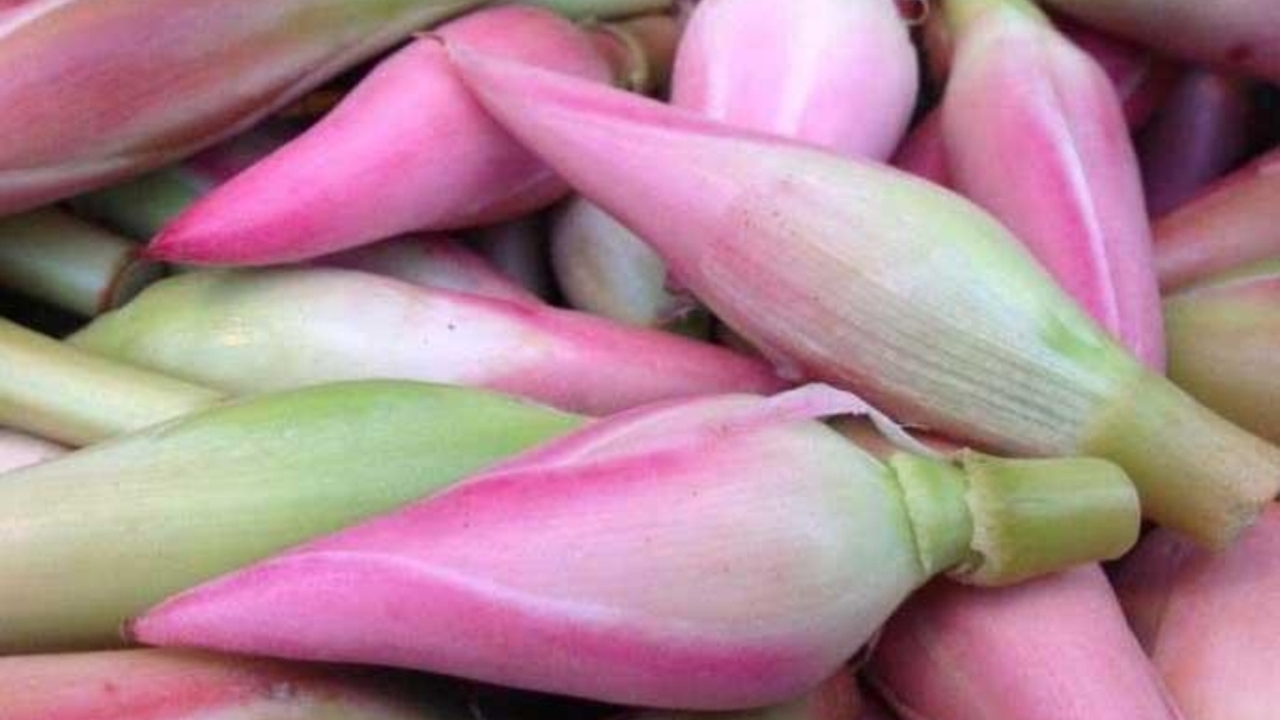 Penderita Diabetes Wajib Tahu, Ini Manfaat Tersembunyi Kecombrang