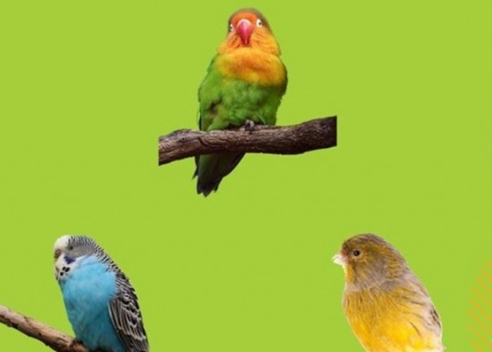 Hati-hati! 10 Tanaman Hias Ini Berbahaya Bagi Burung Peliharaanmu