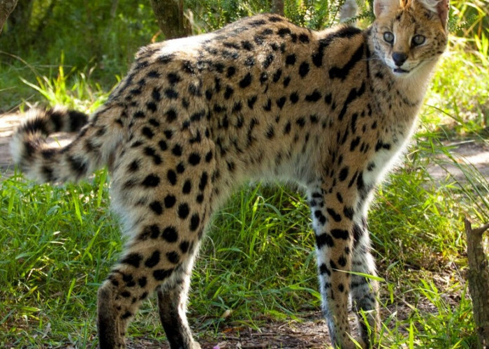 Pencinta Kucing Wajib Tahu ! 10 Alasan Kenapa Kucing Serval Tidak Disarankan Sebagai Hewan Peliharaan