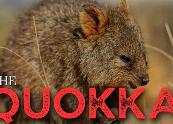 Senyum Terus! Quokka, Hewan Australia yang Viral karena Bahagianya