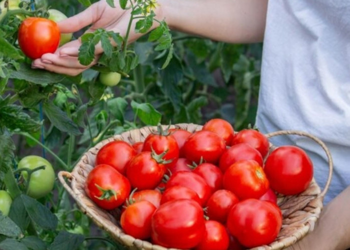 Rahasia Tomat untuk Jantung Sehat dan Tekanan Darah Stabil
