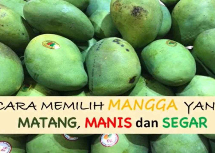 Musim Mangga! Ini 10 Tips Memilih Mangga yang Matang dan Manis