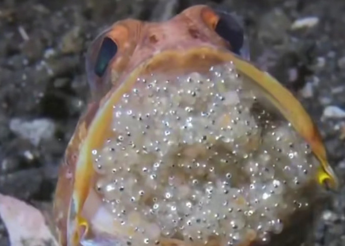 Mouth-Brooding: Ketika Mulut Jadi 'Bunker' Bayi di Dunia Air