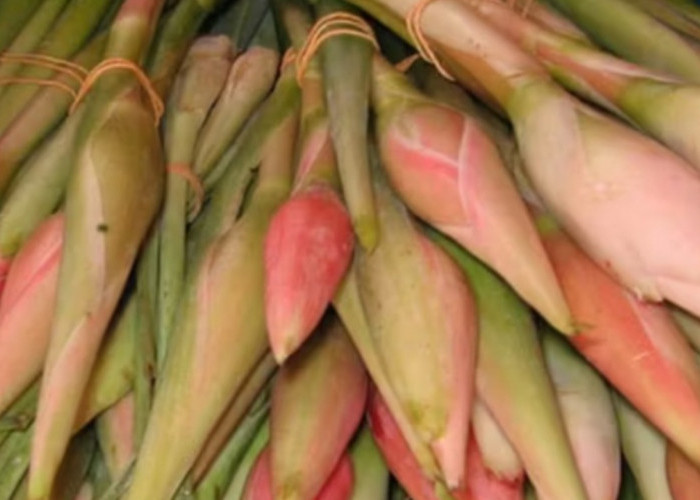 Kecombrang Kaya Antioksidan, Bantu Tangkal Radikal Bebas dan Cegah Penyakit Kronis