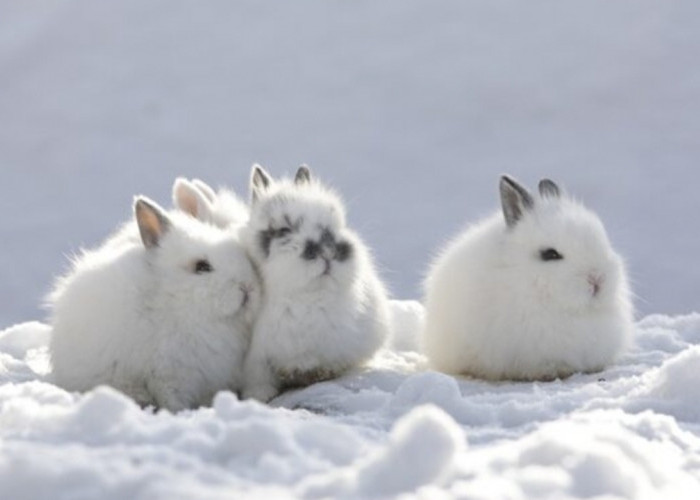 WOW! Kelinci Arktik, Si Imut yang Tangguh Hidup di Suhu Minus 50 Derajat