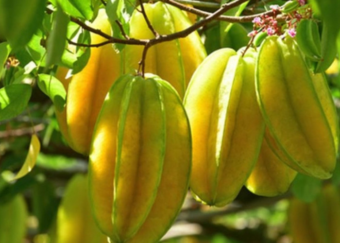 Jarang Disadari! Belimbing Bisa Bantu Turunkan Kolesterol dan Jaga Imunitas