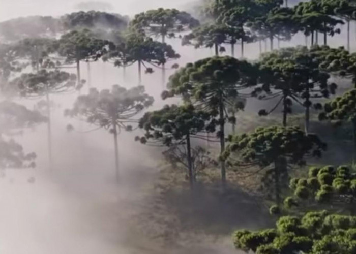 Araucaria Araucana, “Neneknya Para Pohon” Penjaga Hutan Purba dari Chili Selatan