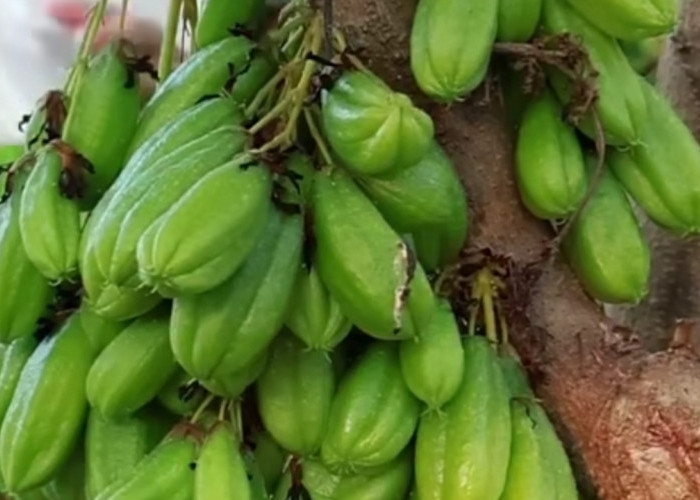 Manfaat Belimbing Wuluh untuk Kesehatan, Si Asam Kecil dengan Khasiat Besar