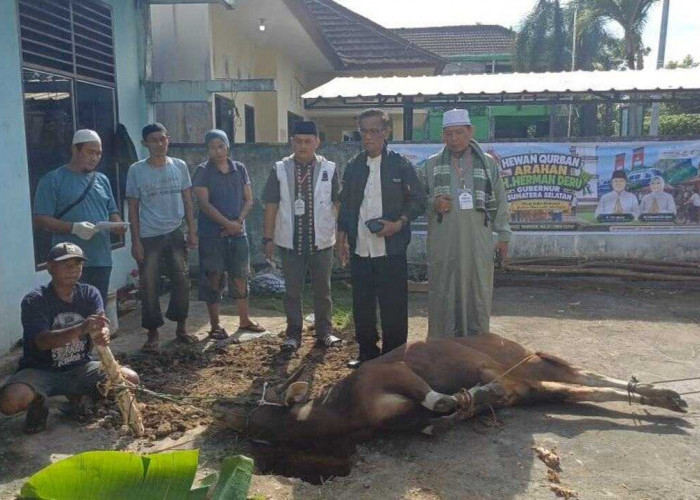 Idul Adha 1447 H, PWI Sumsel Sembelih 4 Ekor Sapi dan 1 Kambing
