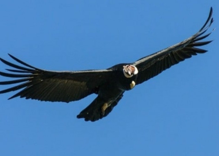 Mengenal Lebih Dekat Burung Kondor Andes Yang Hampir Punah