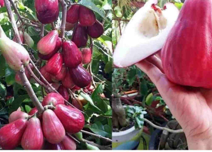 Ingin Jambu Bol Jamaica Berbuah Cepat dan Banyak? Coba Tips Ini!