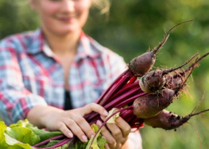 Buah Bit Bantu Cegah Anemia, Kaya Zat Besi dan Folat untuk Sel Darah Merah