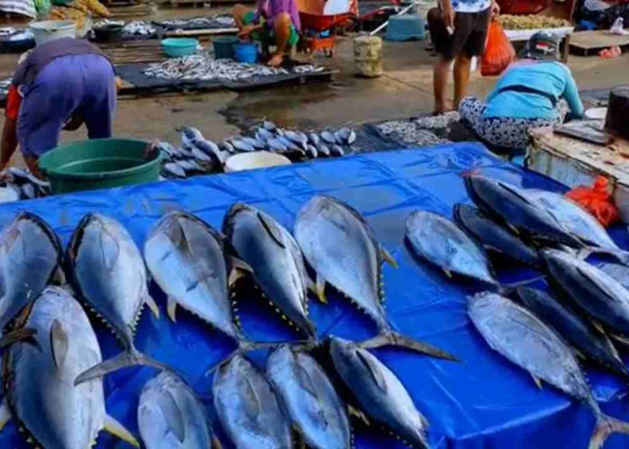 Waspada! 5 Ikan dengan Kandungan Merkuri Tinggi yang Wajib Dicek Sebelum Dibeli