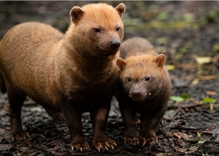 Bush Dog, Anjing Liar Mungil dari Amerika Selatan yang Punya Strategi Berburu Mematikan