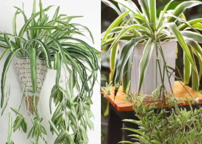 Chlorophytum comosum Jadi Tren Dekorasi Indoor, Tanaman Laba-Laba Cantik dan Mudah Dirawat