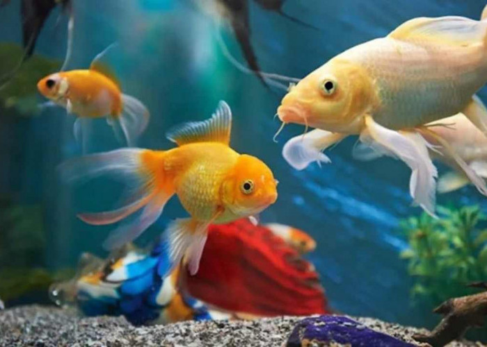 Pengen Akuarium Damai? Ini 10 Ikan Hias Air Tawar yang Cocok Hidup Bareng!