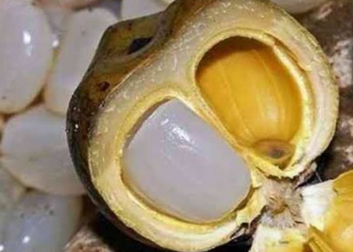 Jarang Diketahui! Ini Khasiat Kolang Kaling yang Bikin Tubuh Lebih Bugar Saat Ramadan