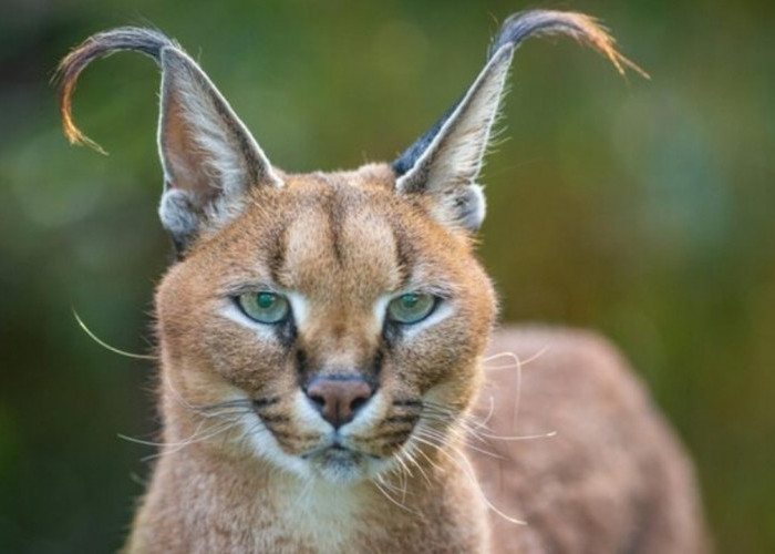 Caracal, Kucing Liar dengan 'Radar Hidup' di Telinganya