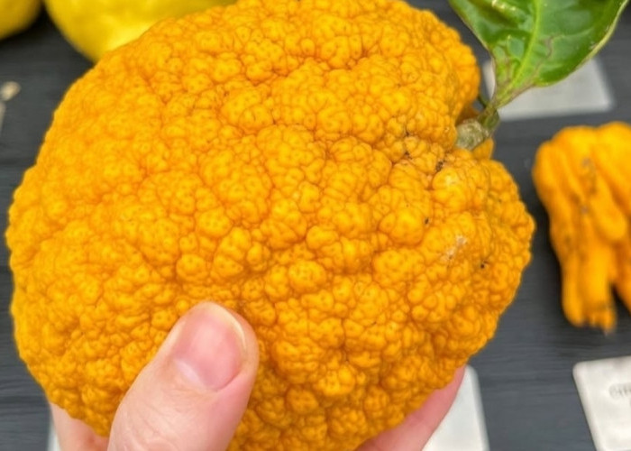 Bukan Jeruk Biasa! Ini 5 Varietas Cidra Paling Eksotis di Dunia