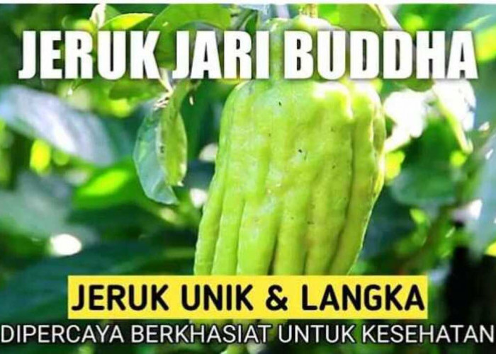 Unik Banget! Ini Dia Manfaat Jeruk Jari Budha untuk Kesehatan Kamu!