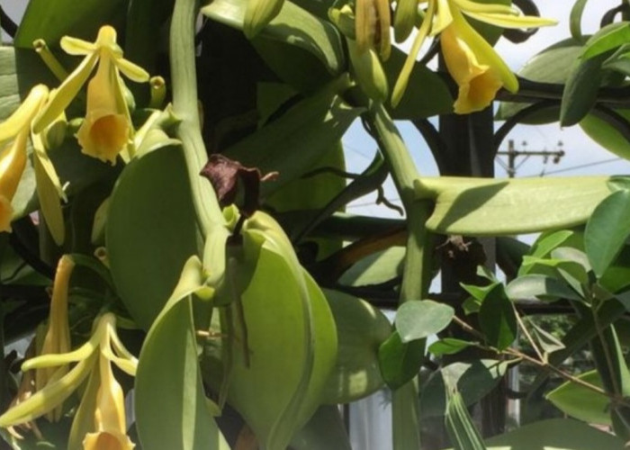 Harga Vanili Tembus Jutaan, Ini Fakta Menarik di Baliknya