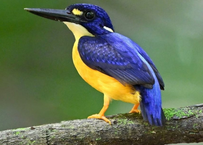 Fakta Unik Raja-udang Kerdil Papua, Si Permata Kecil Penghuni Hutan Papua