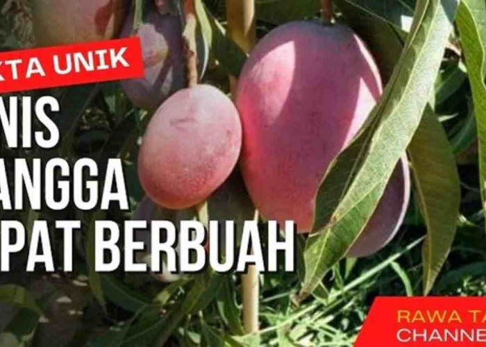 Wajib Punya! 5 Jenis Mangga Cepat Berbuah, Cocok untuk Tabulampot