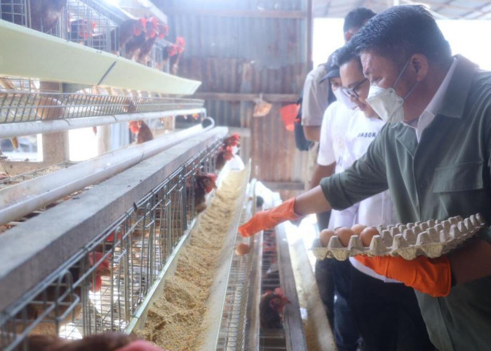 Herman Deru Dorong Ekosistem Wirausaha Muda, San San Farm Jadi Bukti Sukses Program Sultan Muda Sumsel