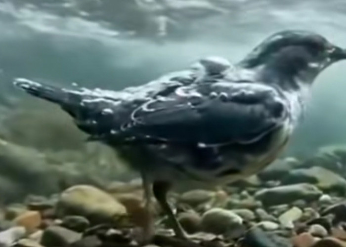 Fakta Menakjubkan Burung Dipper, Burung Penyanyi yang Jago Menyelam dan Berjalan di Air