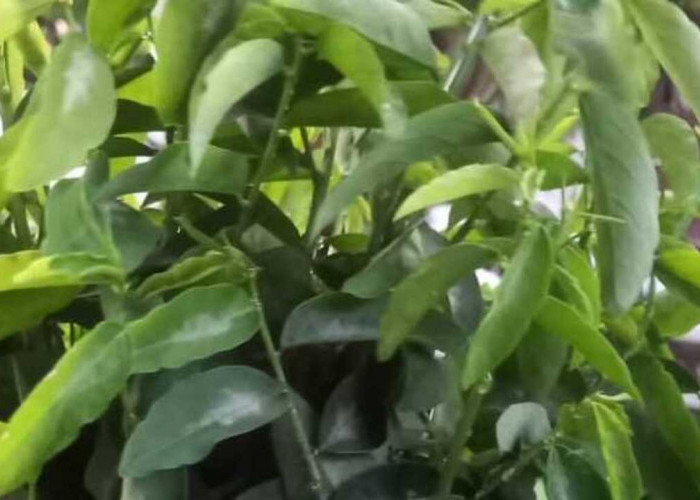 Manfaat Mengonsumsi Daun Katuk bagi Ibu Hamil, Kaya Nutrisi dan Baik untuk Janin