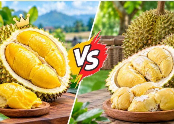 Durian Musang King vs Durian Lokal, Mana yang Lebih Enak dan Worth It? Kenali Perbedaannya Sebelum Membeli!