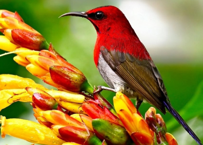 Keunikan Burung Madu Jawa, Si Kecil Lincah Pengisap Nektar