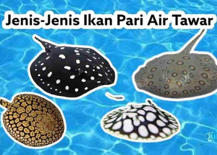 Mahal Tapi Dicari! Intip Jenis-Jenis Ikan Pari Air Tawar yang Jadi Buruan Kolektor