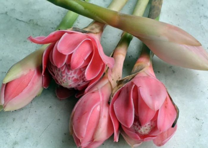 Radang Sendi Sering Kambuh? Coba Tambahkan Kecombrang ke Menu Harian