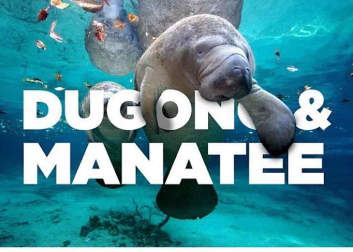 Manatee atau Dugong? Intip Dunia Sirenian dan Temukan Bedanya!