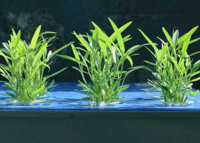 Kangkung, Sayuran  Sederhana dengan Segudang Manfaat bagi Kesehatan