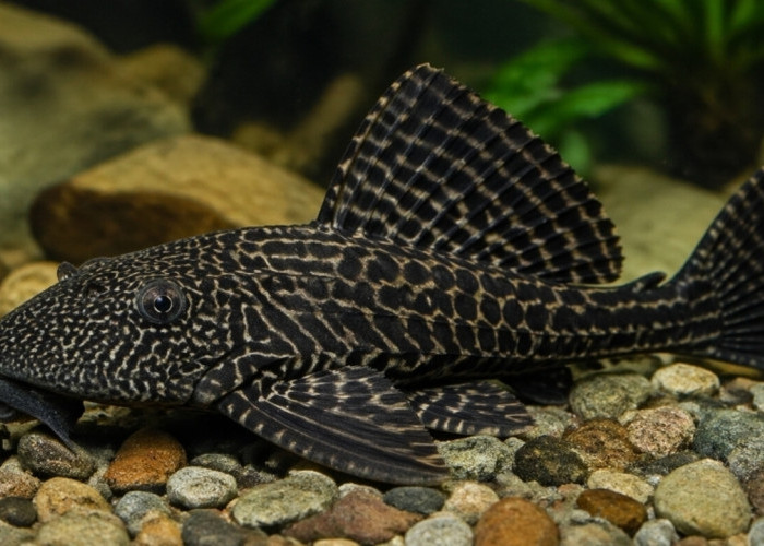 Ternyata Berbahaya! Ikan Sapu-Sapu Disebut Perusak Ekosistem, Ini Penjelasannya