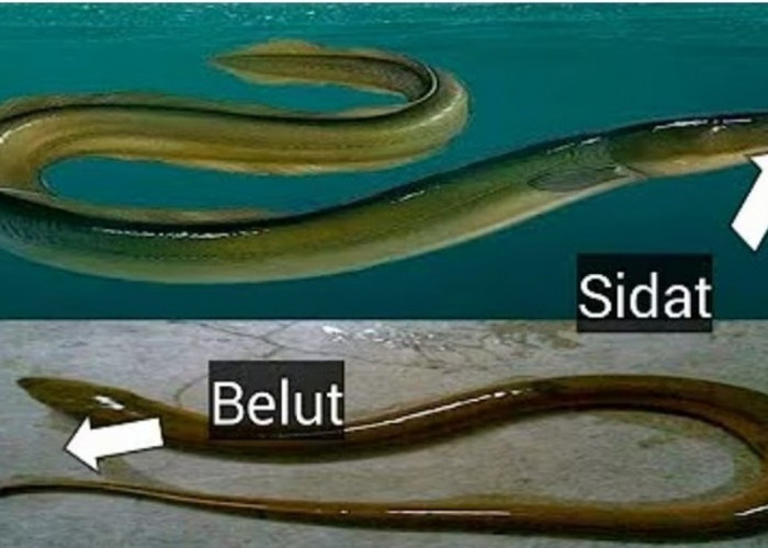 Ikan Sidat dan Belut: Sekilas Mirip, Ternyata Sangat Berbeda