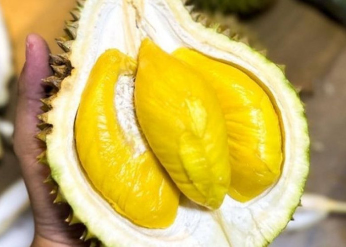 Rahasia Memilih Durian yang Matang, Pedagang Ungkap 6 Tips Jitu untuk Penikmat si Raja Buah