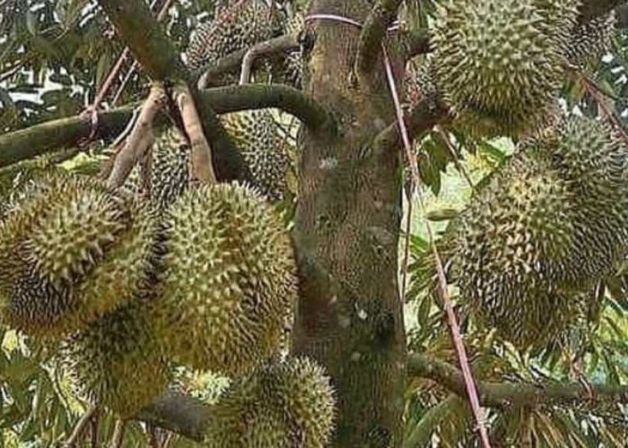 Para Petani Wajib Tahu! Budidaya 8 Jenis Durian yang Menguntungkan