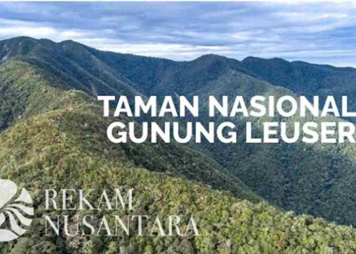 Menyelami Keajaiban Alam Taman Nasional Gunung Leuser, Hutan Hujan yang Penuh Misteri!