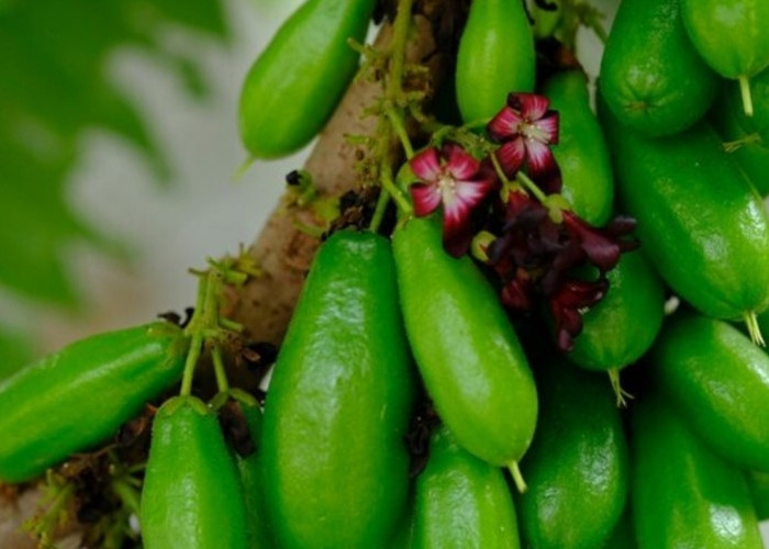 Kaya Antioksidan, Ini Manfaat Belimbing Wuluh untuk Daya Tahan Tubuh