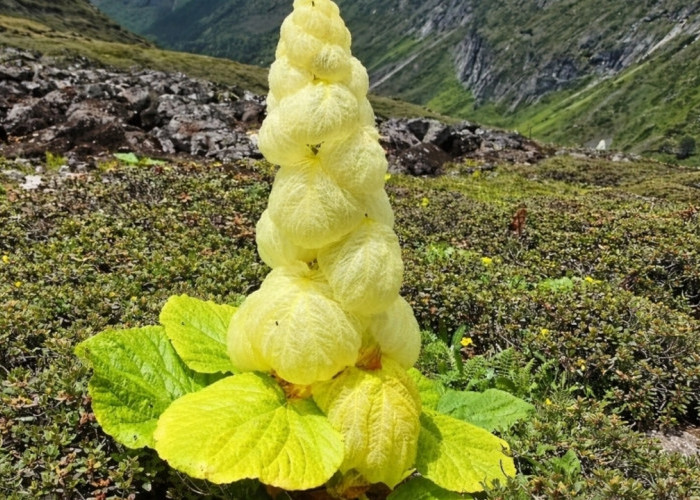 Rheum Nobile, Tanaman Himalaya yang Tumbuh 30 Tahun dan Mekar Sekali Seumur Hidup