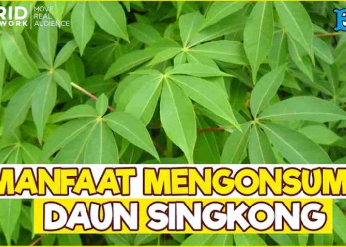 Rutin Makan Daun Singkong? Yuk Cari Tahu 6 Penyakit yang Bisa Dicegah!