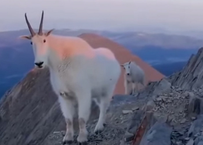 Jangan Kaget! Hewan Ini Bisa Berdiri Santai di Tebing Nyaris Vertikal