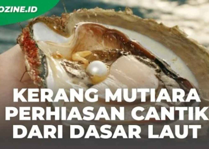 Mengenal Kerang Mutiara, Tips Budidaya Kekinian dan Hasil Panen Berharga!